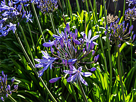 BOB体育APP种植基地一