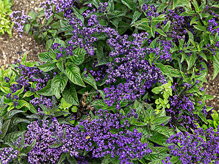 BOB体育APP种植基地六